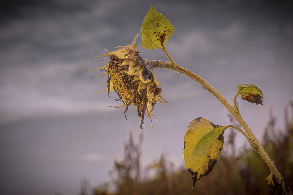Platz 10 Anton Kienle